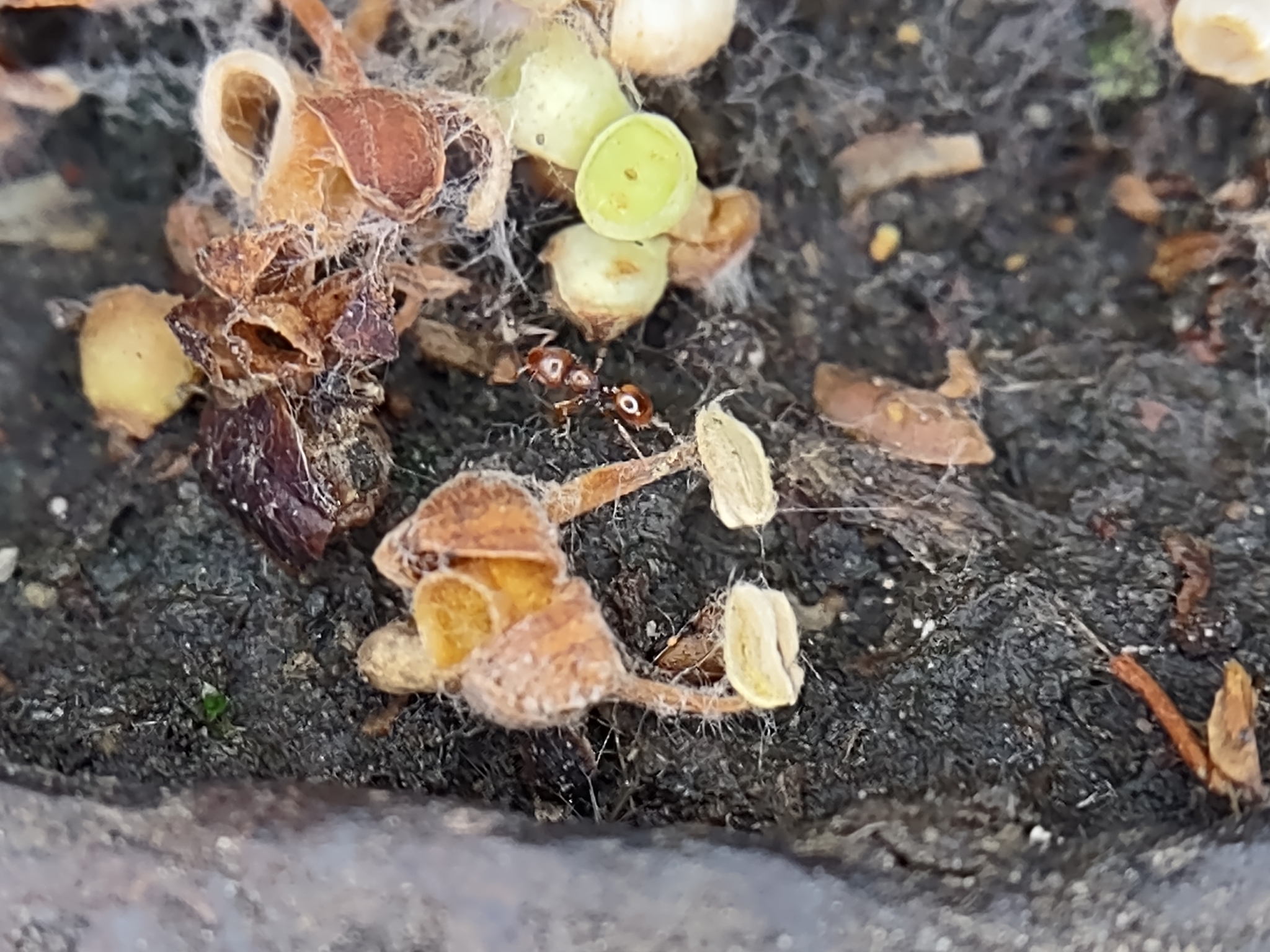 Mayriella overbecki
