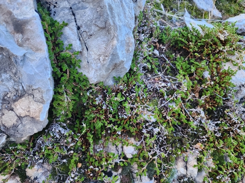 Arizona spikemoss (Selaginella arizonica)