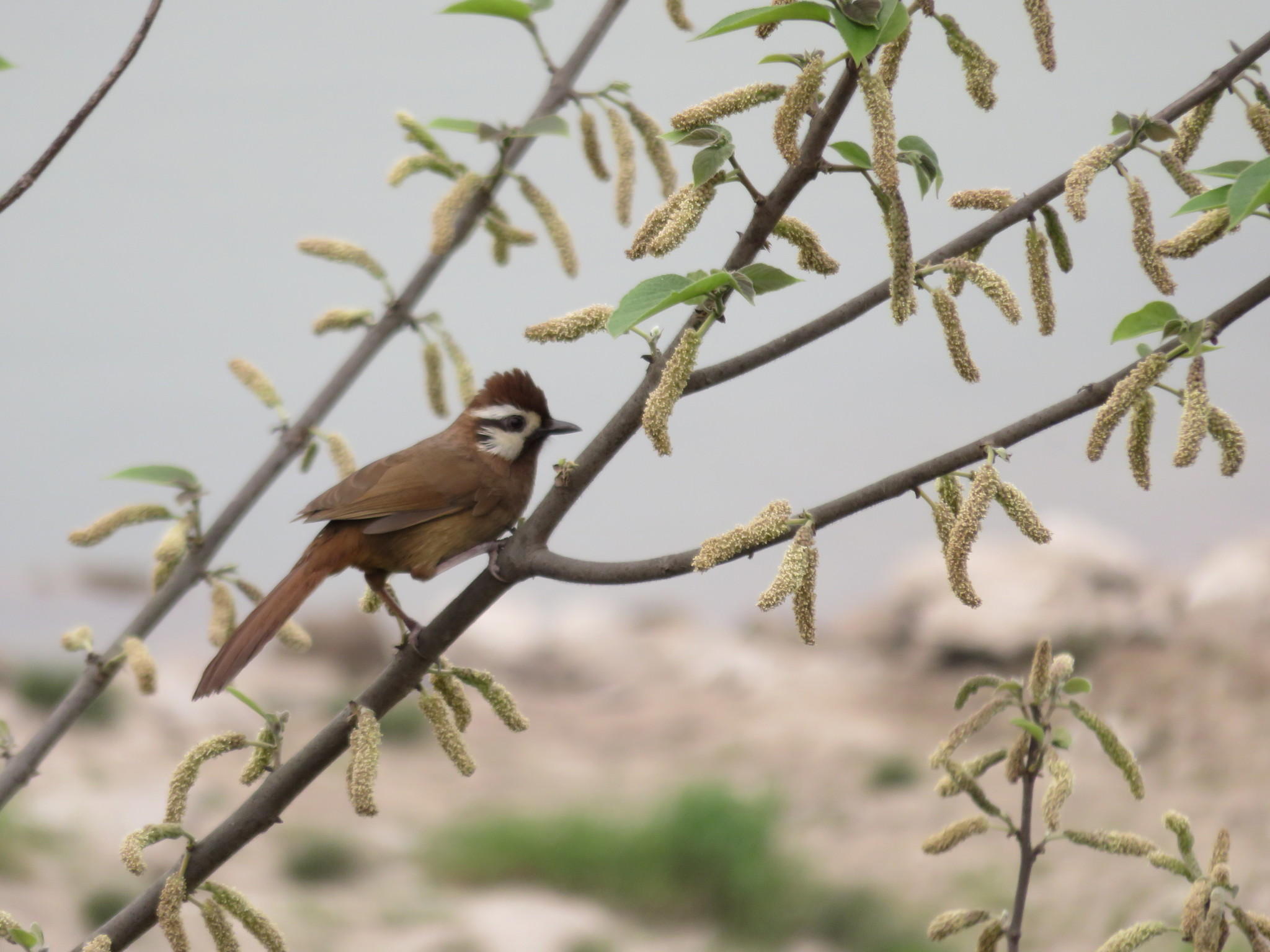 White-browed Laughingthrush