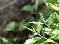 Calopteryx dimidiata