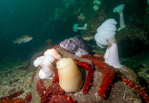 Alaska ling cod (Ophiodon elongatus) — Hexagrammidae