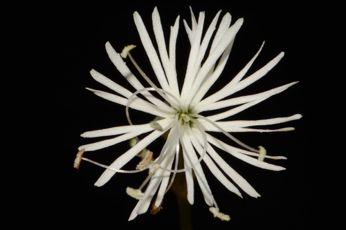 Image of Ovate Catchfly (Silene ovata) by (c) Brian Finzel, some rights reserved (CC BY-SA)