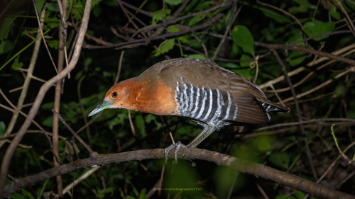 Polluela de Jungla (Rallina eurizonoides)