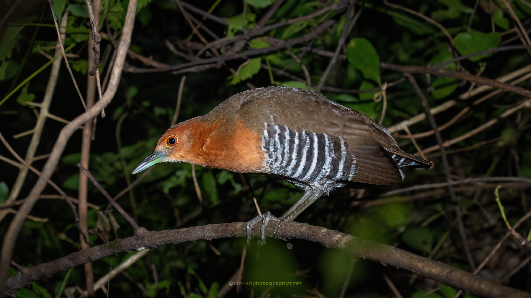 Slaty-legged Crake (Rallina eurizonoides)
