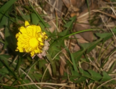 Taraxacum