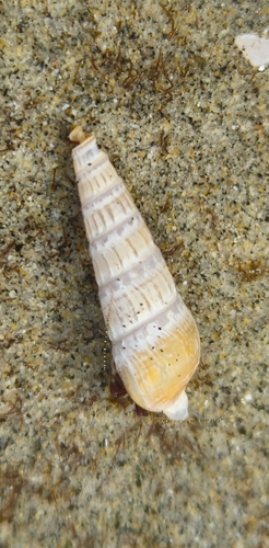 San Pedro Auger