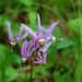 Primula fassettii - Photo (c) Peter Gorman, alguns direitos reservados (CC BY-NC-SA)