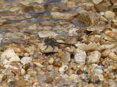 Hylogomphus apomyius