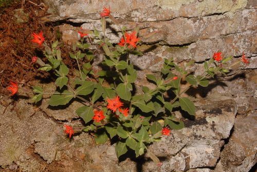 Silene rotundifolia