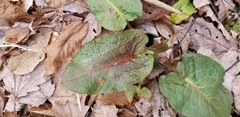 Rumex obtusifolius obtusifolius
