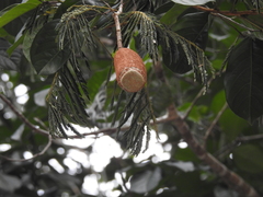 Lecythidaceae