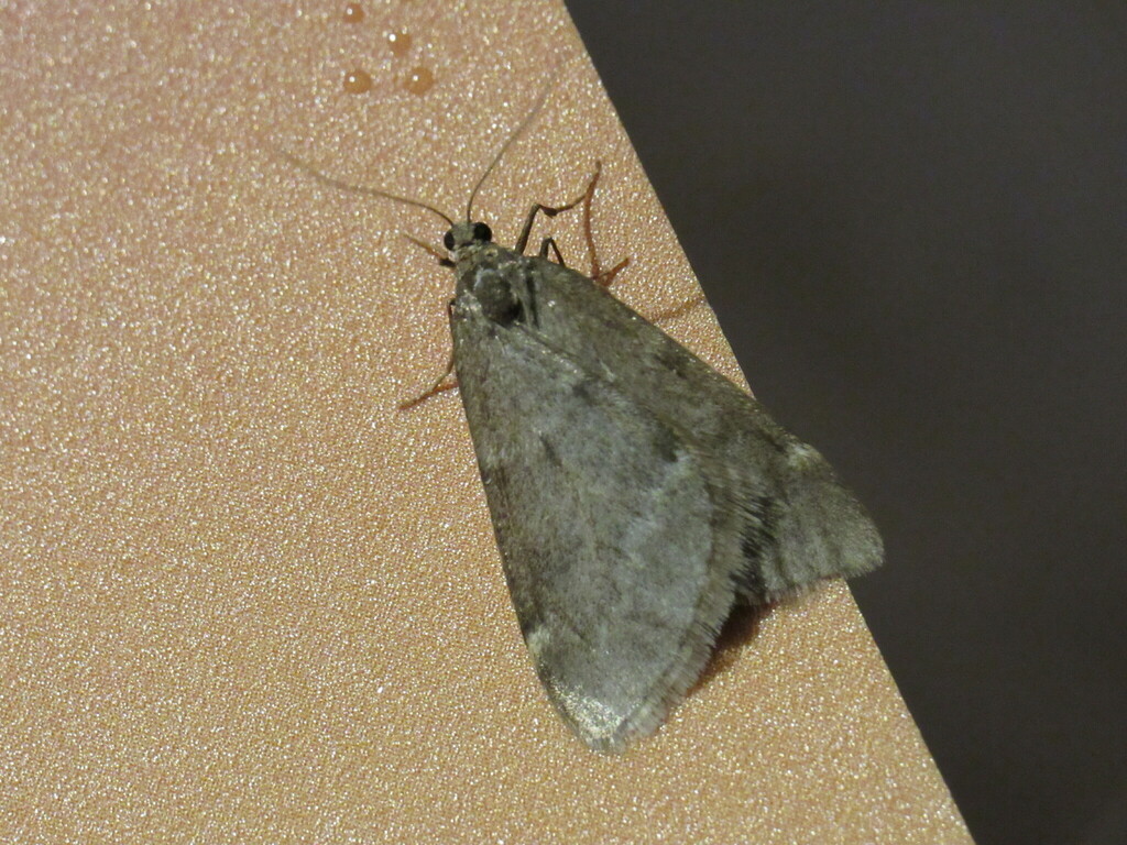 Fall cankerworm moth from bellbrook greene county oh usa on december