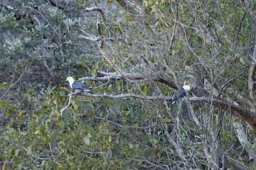 Black-banded Fruit Dove (Ptilinopus alligator), photo 9