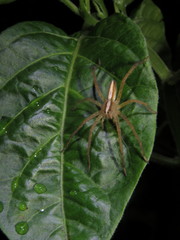 Neoctenus