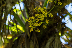 (c) Frank Dietze, some rights reserved (CC BY) Oncidium heteranthum, photograph (c) Frank Dietze, some rights reserved (CC BY)