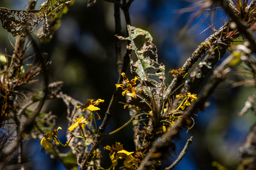 Oncidium heteranthum, photograph 3