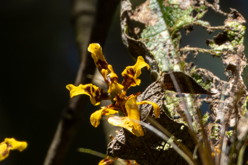Oncidium heteranthum, photograph 4