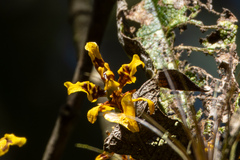 (c) Frank Dietze, some rights reserved (CC BY) Oncidium heteranthum, photograph (c) Frank Dietze, some rights reserved (CC BY)