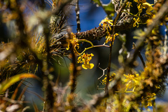 (c) Frank Dietze, some rights reserved (CC BY) Oncidium heteranthum, photograph (c) Frank Dietze, some rights reserved (CC BY)