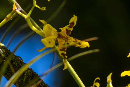 Oncidium heteranthum, photograph 6