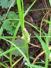 Carex cherokeensis