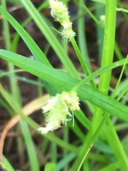 Carex cherokeensis