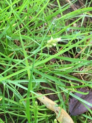Carex cherokeensis
