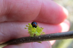 Brachiacantha quadripunctata