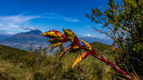 Tillandsia lajensis, photograph 6
