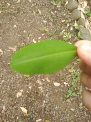 Erythroxylaceae