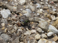 Ophiogomphus australis