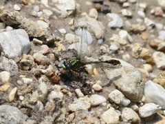 Ophiogomphus australis