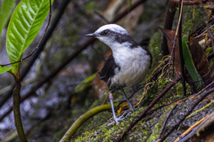 White-Capped Dipper photo 1