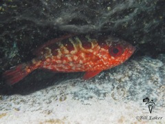 Heteropriacanthus cruentatus