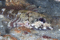 Dragonet photo 2