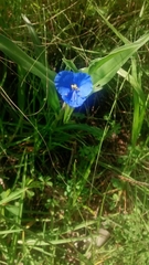 Commelina tuberosa