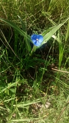 Commelina tuberosa