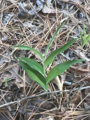 Polygonatum biflorum biflorum