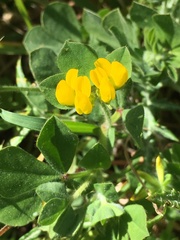 Lotus ornithopodioides