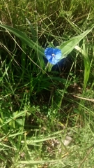Commelina tuberosa