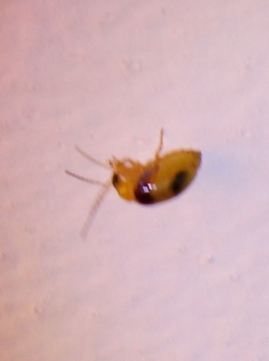 Red-shouldered Leaf Beetle from Smiths Lake NSW 2428, Australia on ...