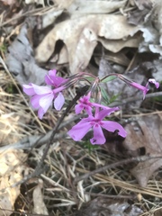 Phlox nivalis