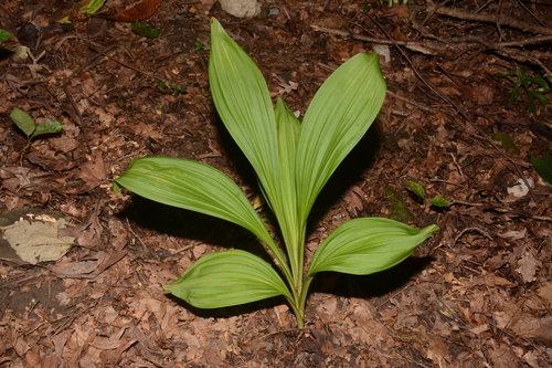 Image of Wood's bunchflower by (c) Brian Finzel, some rights reserved (CC BY-SA)