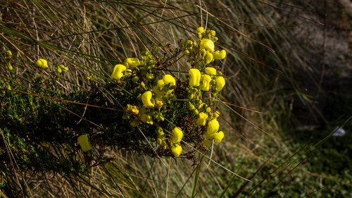 Calceolaria ericoides (Calceolaria ericoides)