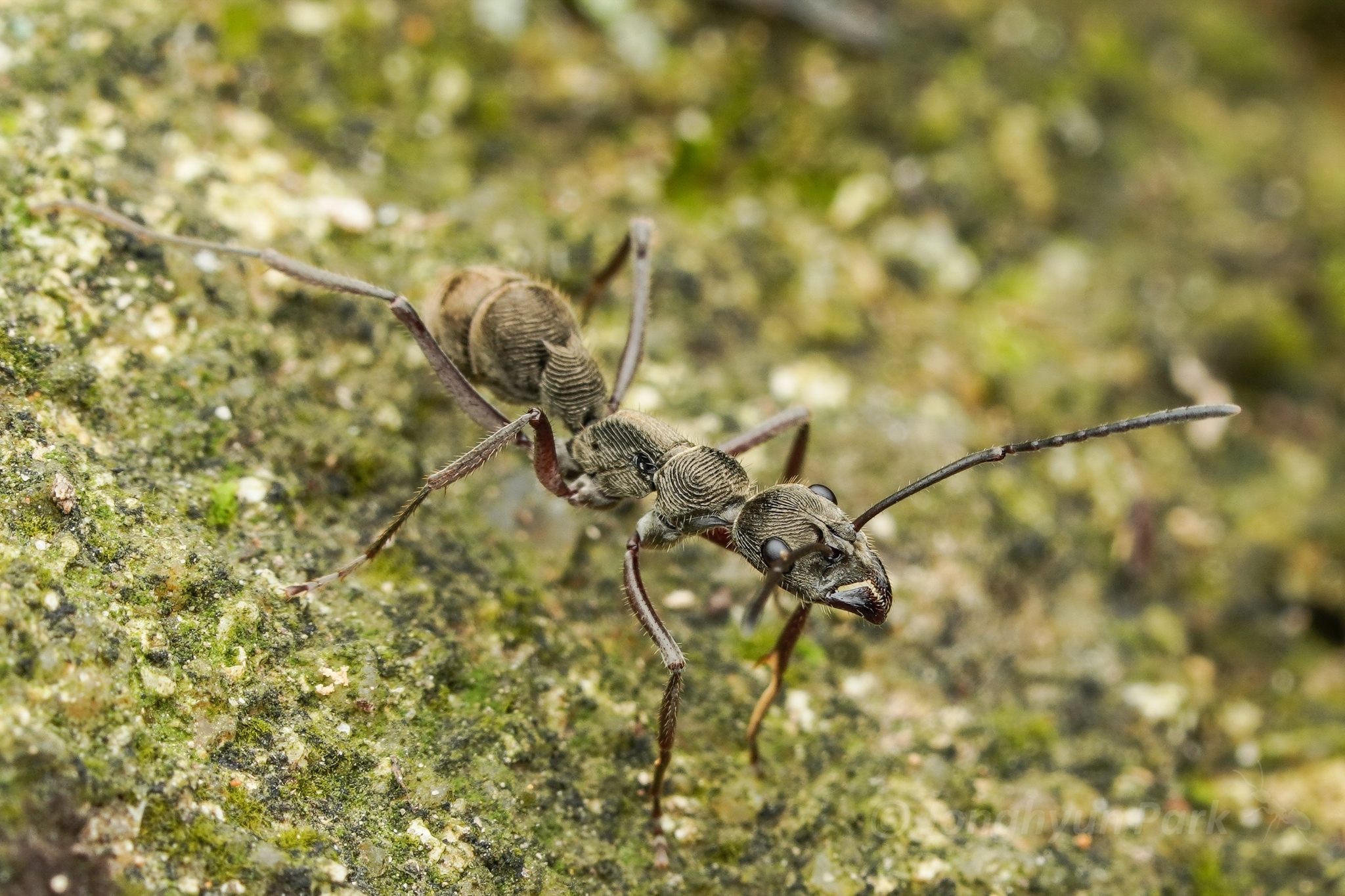 Diacamma rugosum anceps