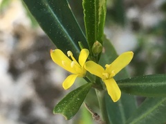 Cneorum tricoccon