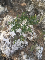 Cneorum tricoccon