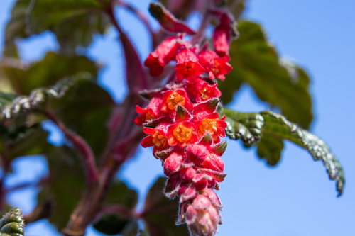 Ribes hirtum (Ribes hirtum)