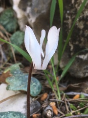 Cyclamen balearicum