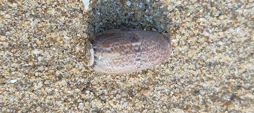 Oliva vidua observed 2023-12-22